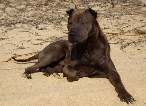 最新骨沙犬出售信息概览